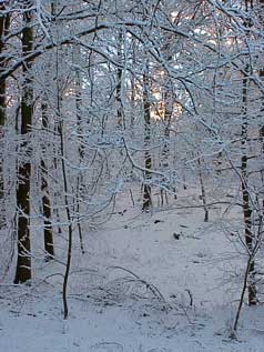 Sollys på snedækket skovbund